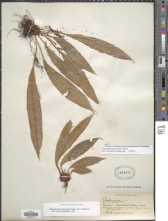 Elaphoglossum auripilum image