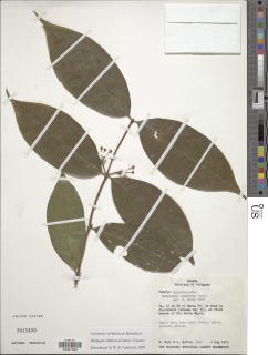 Malpighia albiflora image