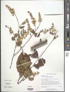 Securidaca diversifolia image