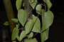 Basellaceae - Anredera cordifolia 