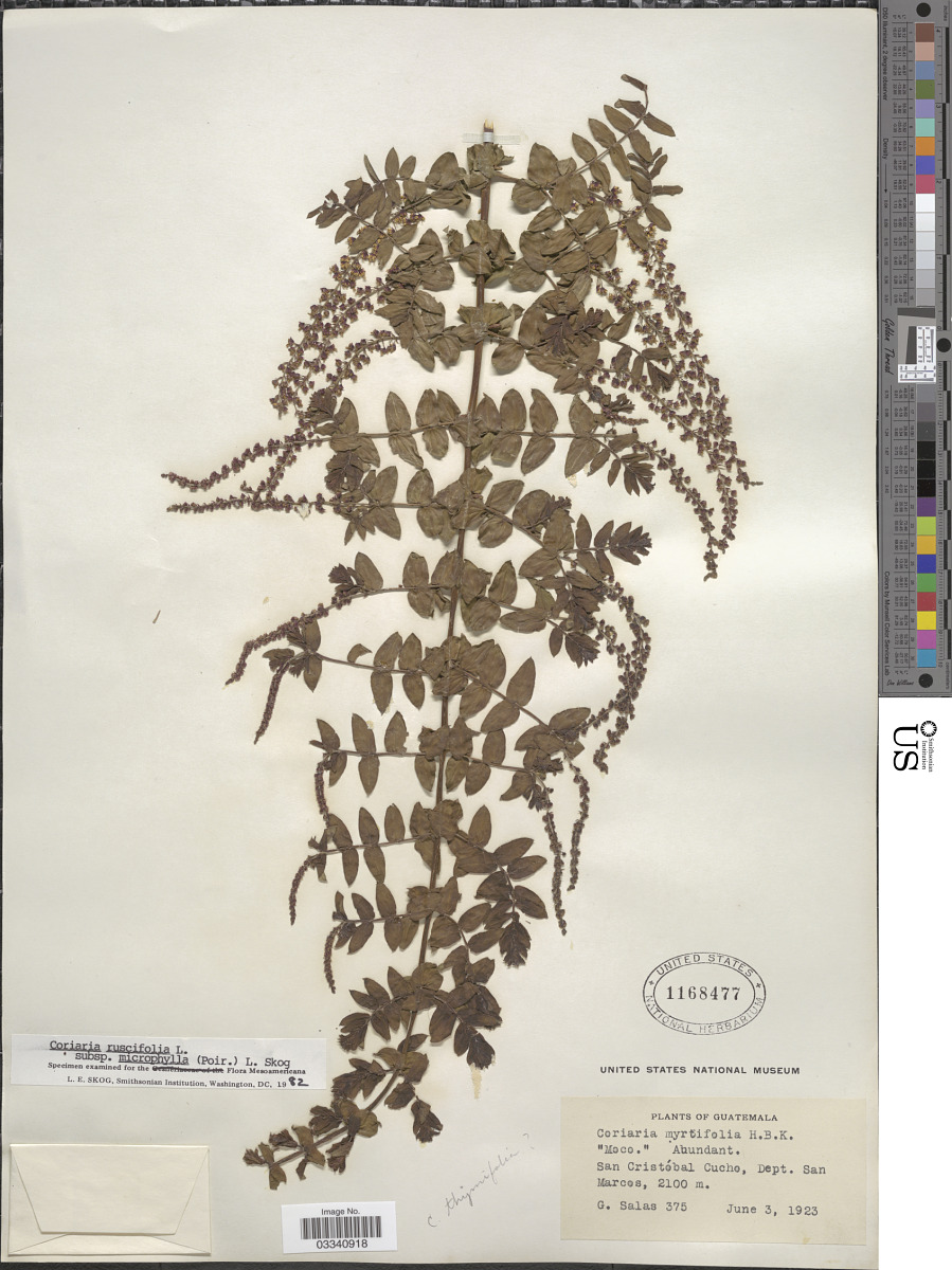 Coriariaceae image