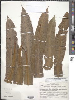 Elaphoglossum raywaense image