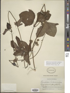 Stigmaphyllon lindenianum image