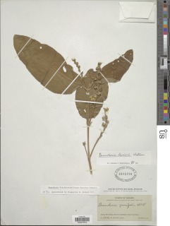Image of Bunchosia lanieri