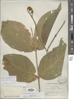 Bunchosia macrophylla image