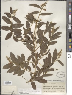 Securidaca tenuifolia image