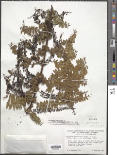 Coriaria microphylla image