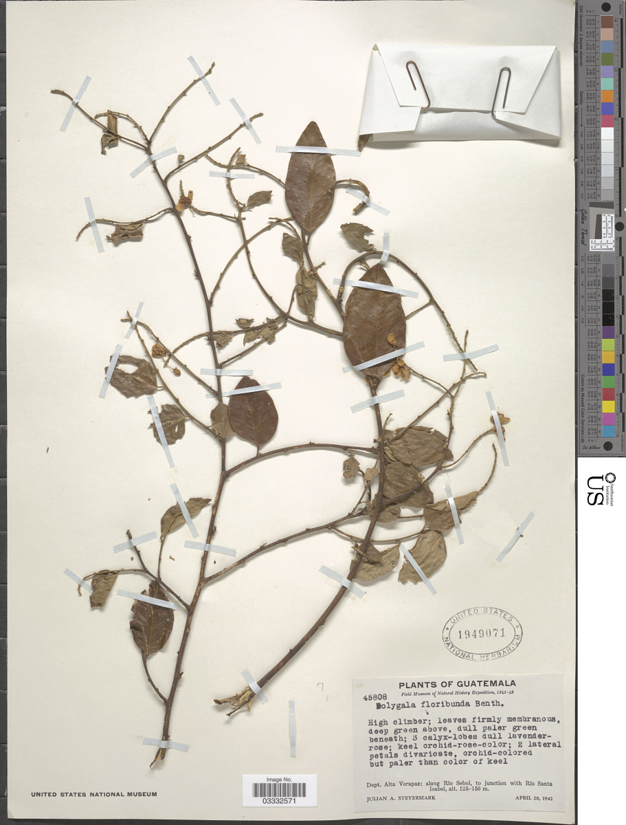 Asemeia floribunda image
