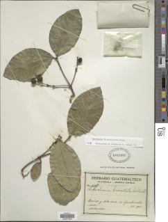 Image of Bunchosia biocellata