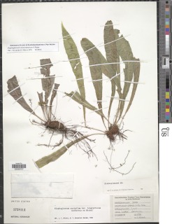 Elaphoglossum alvaradoanum image