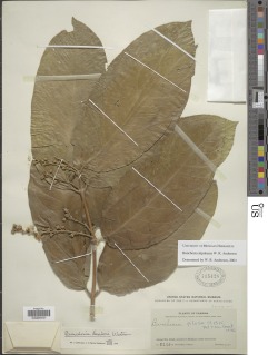 Bunchosia stipulacea image