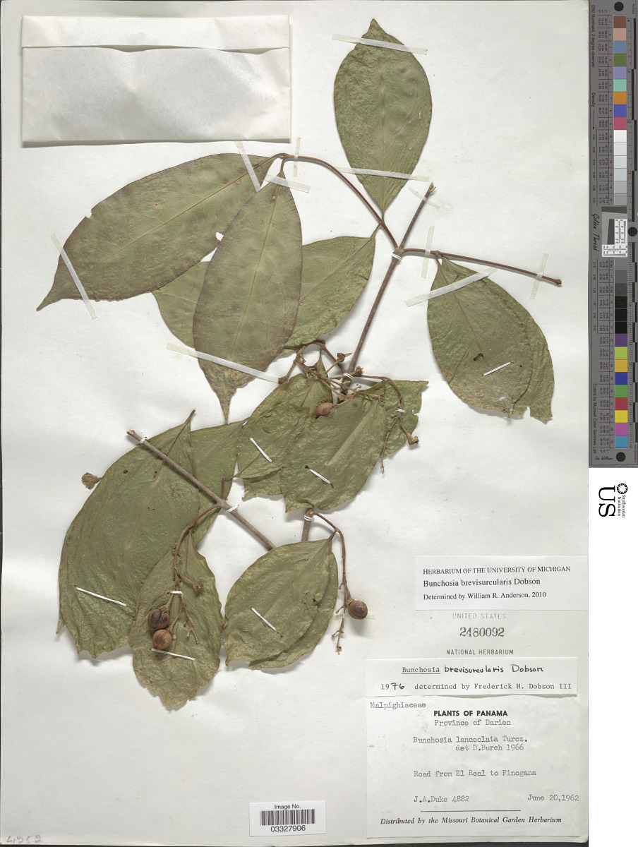 Bunchosia brevisurcularis image