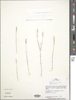 Image of Polygala gracilis