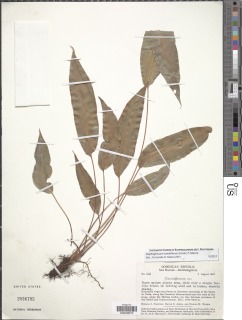 Elaphoglossum tambillense image
