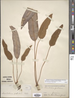 Elaphoglossum tambillense image