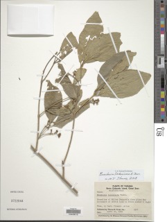 Image of Bunchosia lindeniana