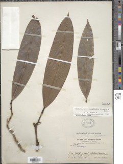 Moutabea longifolia image