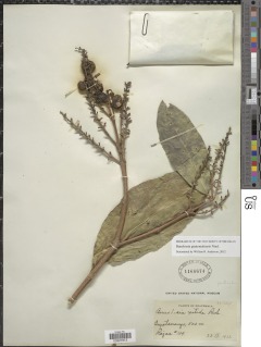 Bunchosia guatemalensis image