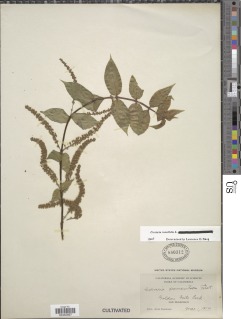 Image of Coriaria ruscifolia