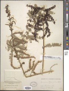 Coriaria microphylla image