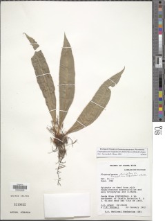 Elaphoglossum longipilosum image