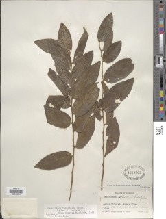 Securidaca tenuifolia image