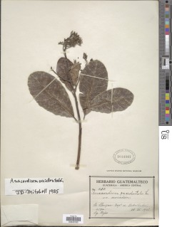 Anacardium occidentale image