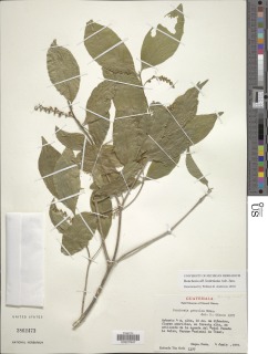 Bunchosia lindeniana image