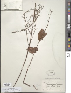 Image of Pseudospondias longifolia