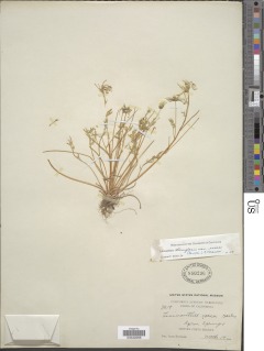 Limnanthes douglasii subsp. rosea image