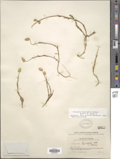 Polygala hygrophila image