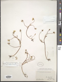 Limnanthes alba subsp. parishii image