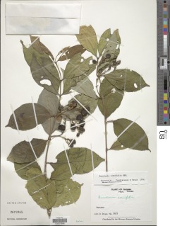 Bunchosia cornifolia image