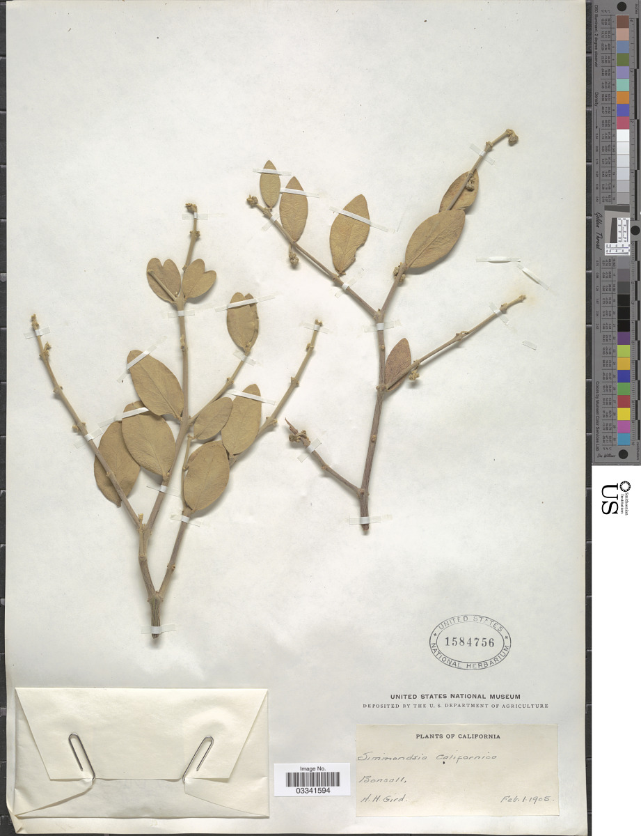Simmondsiaceae image