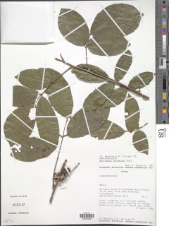 Sorindeia grandifolia image