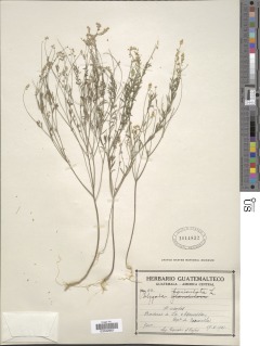 Image of Polygala paniculata