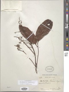 Pseudospondias longifolia image