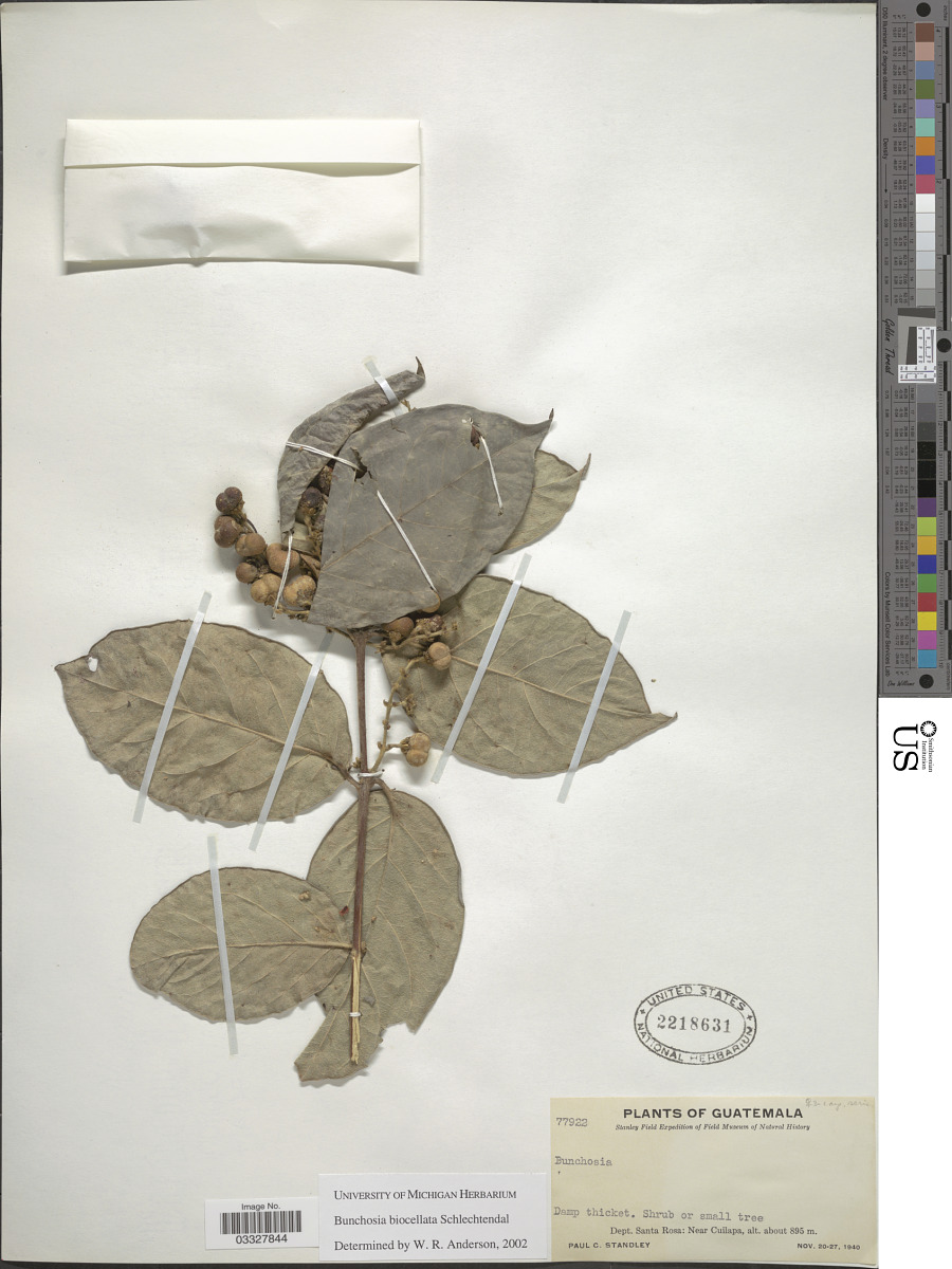 Bunchosia biocellata image