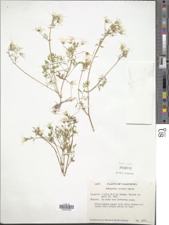 Limnanthes douglasii subsp. striata image