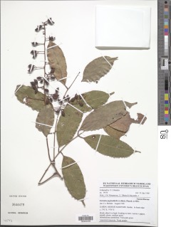 Image of Sorindeia juglandifolia