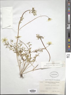 Limnanthes douglasii subsp. sulphurea image
