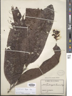 Trichoscypha bijuga image