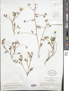 Limnanthes douglasii subsp. douglasii image
