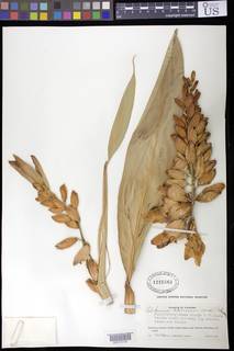 Image of Alpinia speciosa