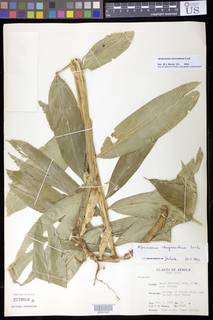 Aframomum chrysanthum image
