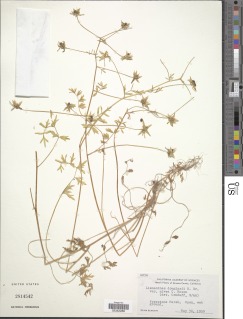 Limnanthes douglasii subsp. nivea image
