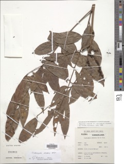 Trichoscypha lucens image