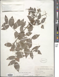 Image of Rhus terebinthifolia