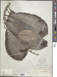 Semecarpus anacardium image