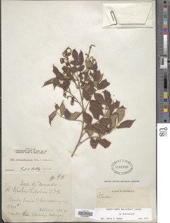Rhus terebinthifolia image